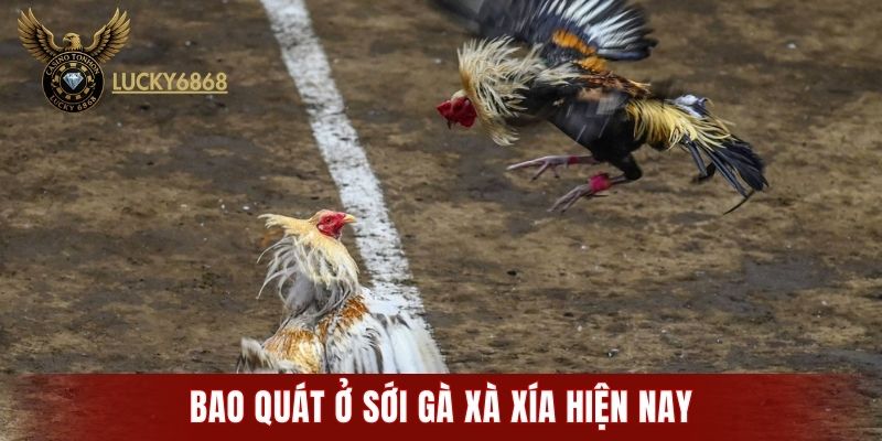 Bao quát ở sới gà Xà Xía hiện nay