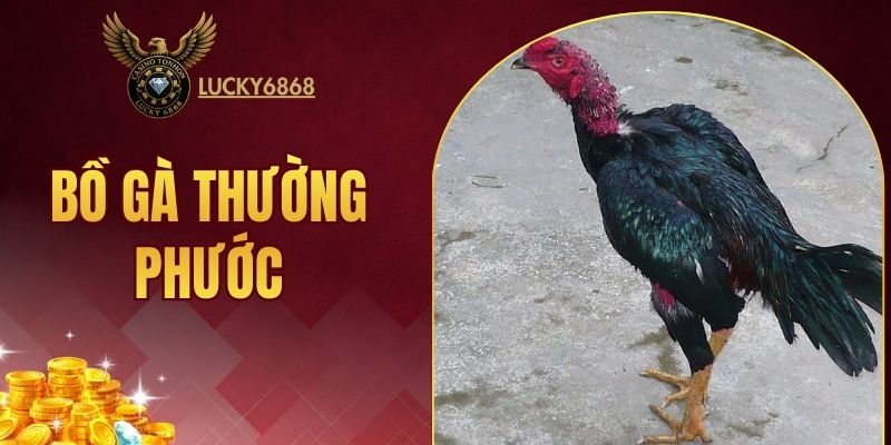 bồ gà Thường Phước