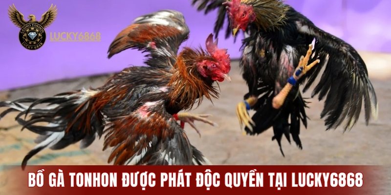 Bồ gà Tonhon được phát độc quyền tại LUCKY6868