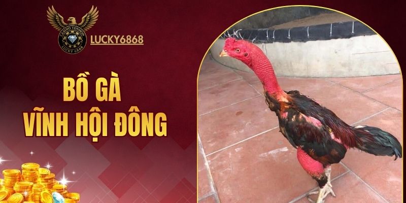 bồ gà Vĩnh Hội Đông