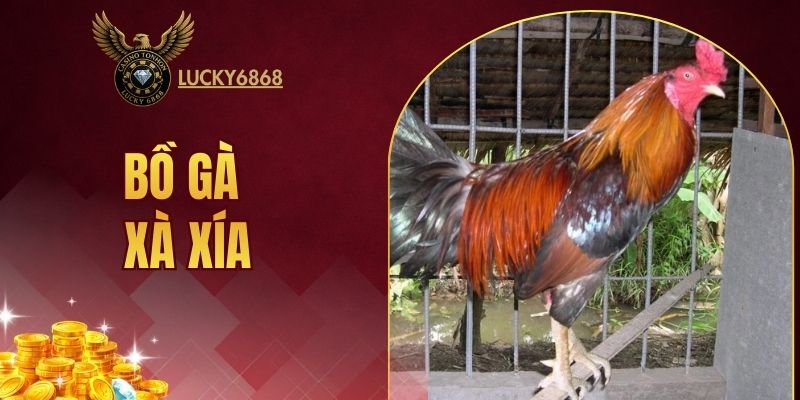 bồ gà Xà Xía