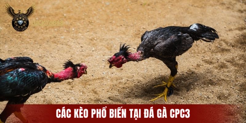 Các kèo phổ biến tại đá gà CPC3