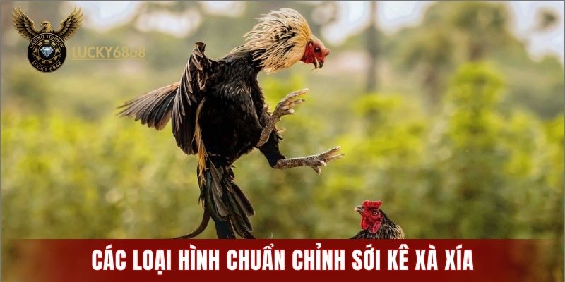 Các loại hình chuẩn chỉnh sới kê Xà Xía