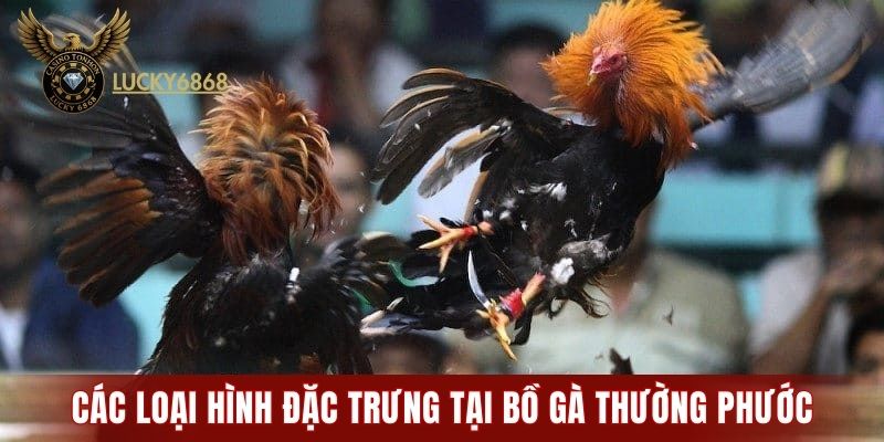 Các loại hình đặc trưng tại bồ gà Thường Phước