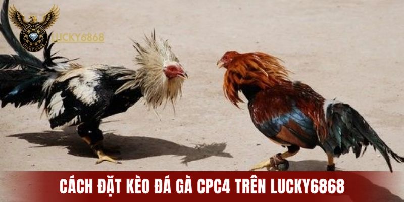 Cách đặt kèo đá gà CPC4 trên LUCKY6868