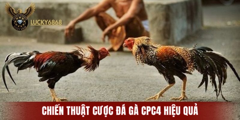 Chiến thuật cược đá gà CPC4 hiệu quả