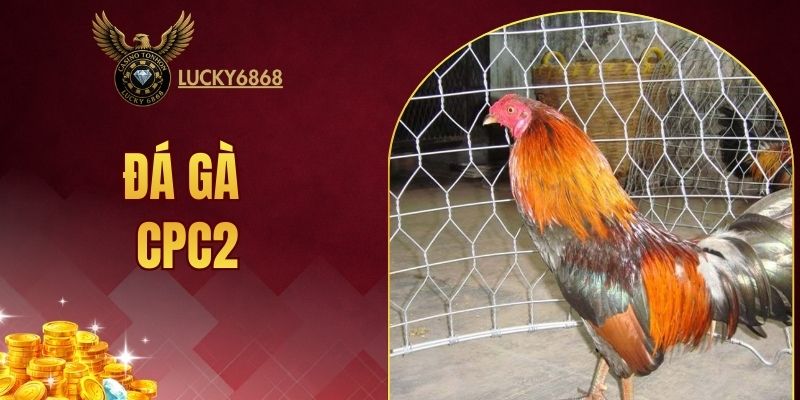 đá gà CPC2