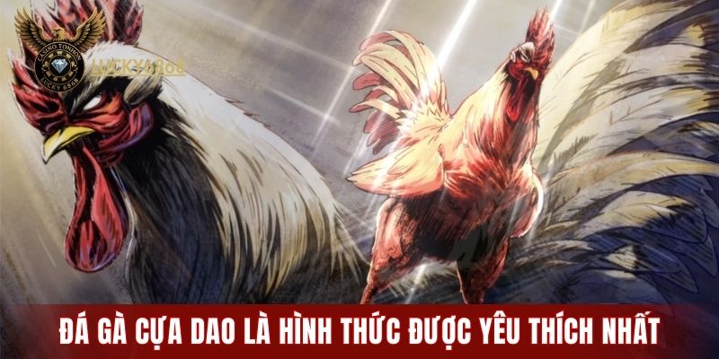 Đá gà cựa dao là hình thức được yêu thích nhất