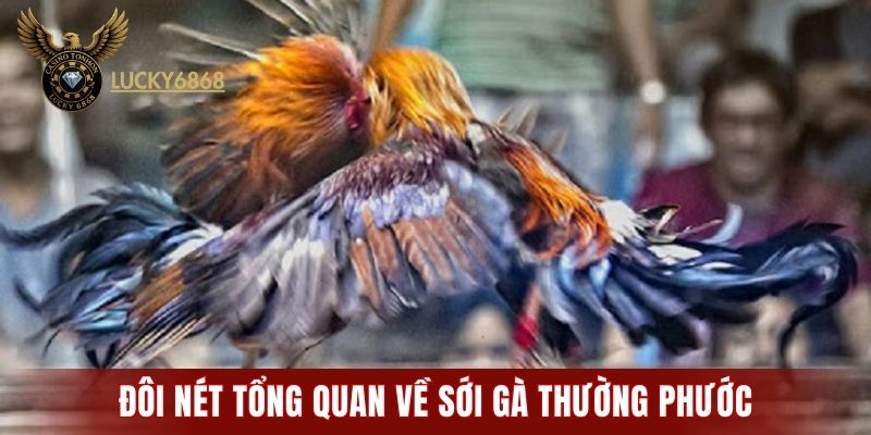Đôi nét tổng quan về sới gà Thường Phước