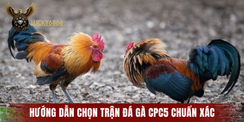 Hướng dẫn chọn trận đá gà CPC5 chuẩn xác