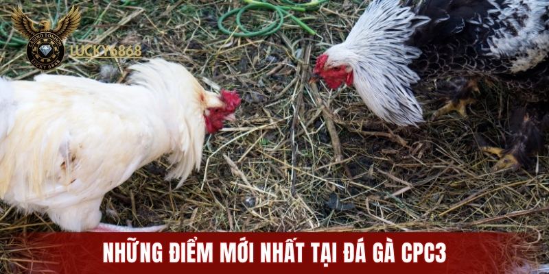 Những điểm mới nhất tại đá gà CPC3