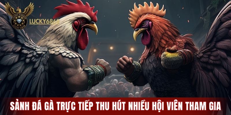 Sảnh đá gà trực tiếp thu hút nhiều thành viên tham gia