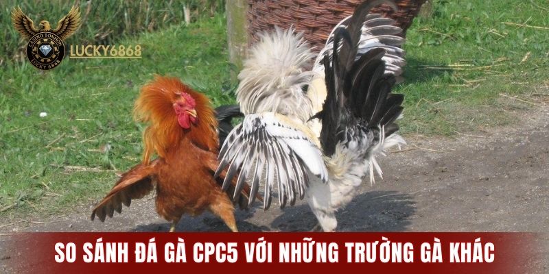 So sánh đá gà CPC5 với những trường gà khác