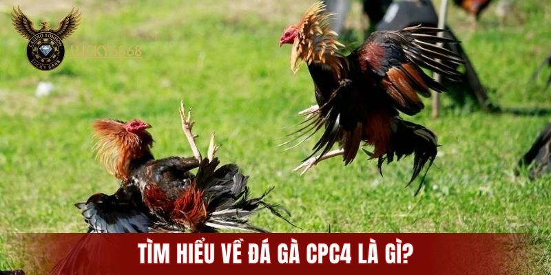 Tìm hiểu về đá gà CPC4 là gì?