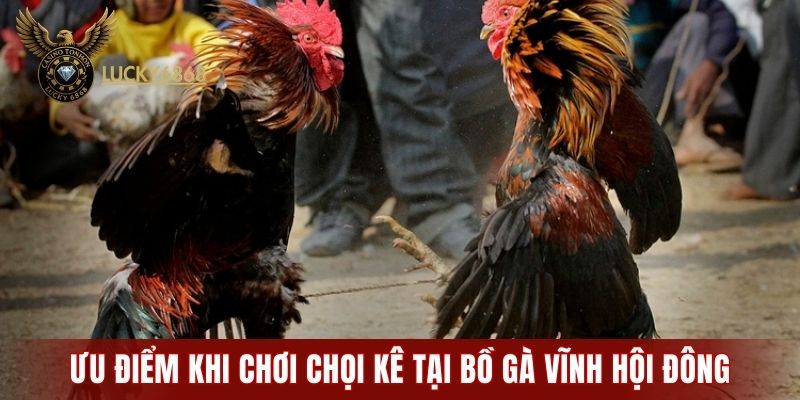 Ưu điểm nổi bật khi chơi chọi kê tại bồ gà Vĩnh Hội Đông
