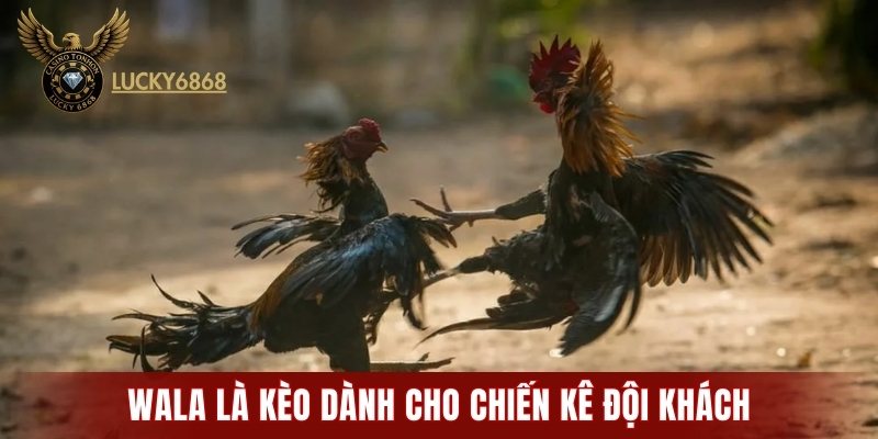 Wala là kèo dành cho chiến kê đội khách